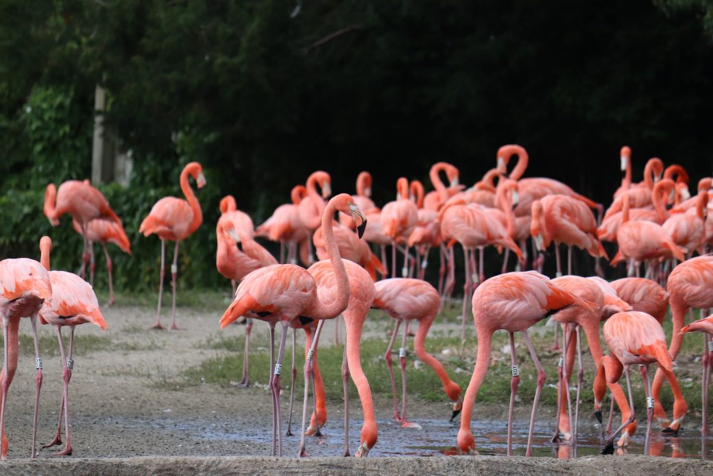 Game Drive Experience