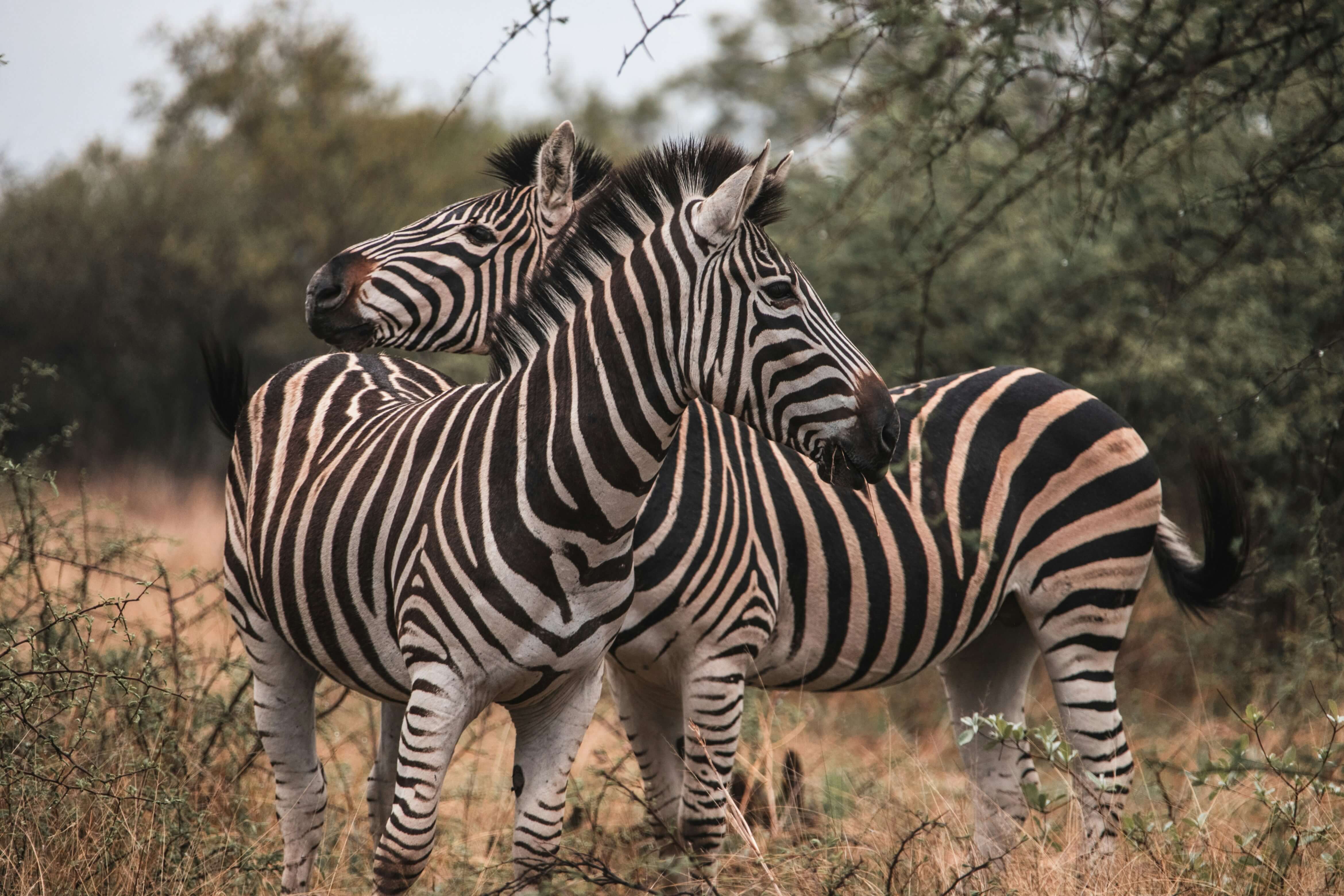 Maasai Mara