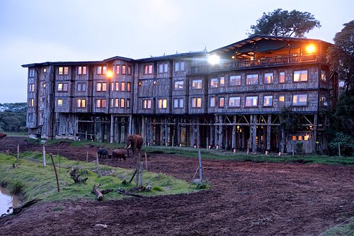 Tree-top resturant